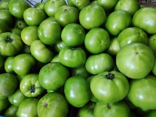 Tomate verde larga vida