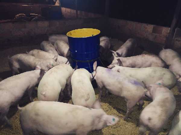 Cerdo extra carnudo