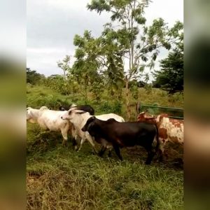 Novillonas Cebuinas Comercial 325kg aprox