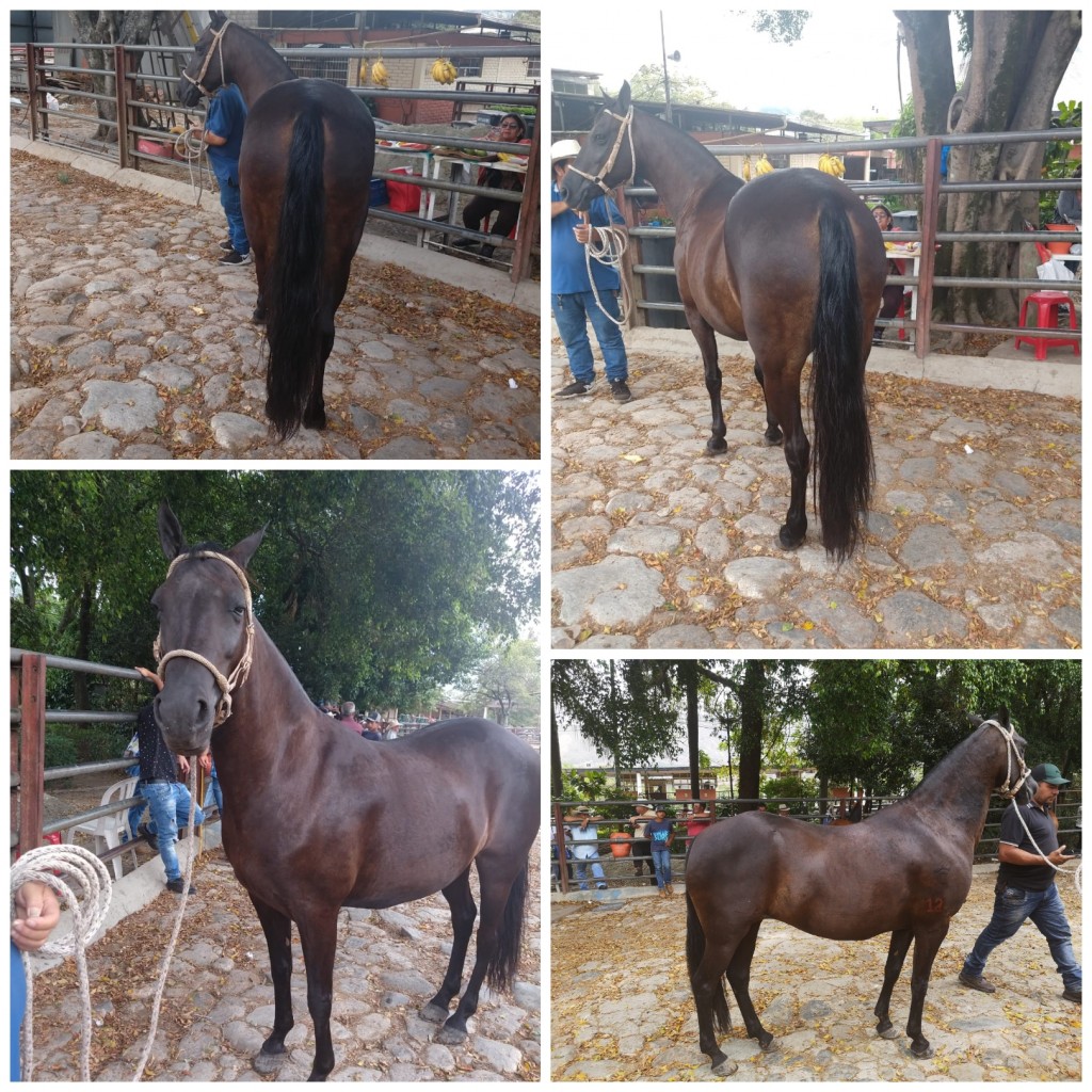 Yegua Trochadora /4 meses de preñez