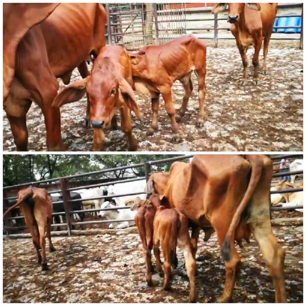 Atados de Terneras Brahman tojo