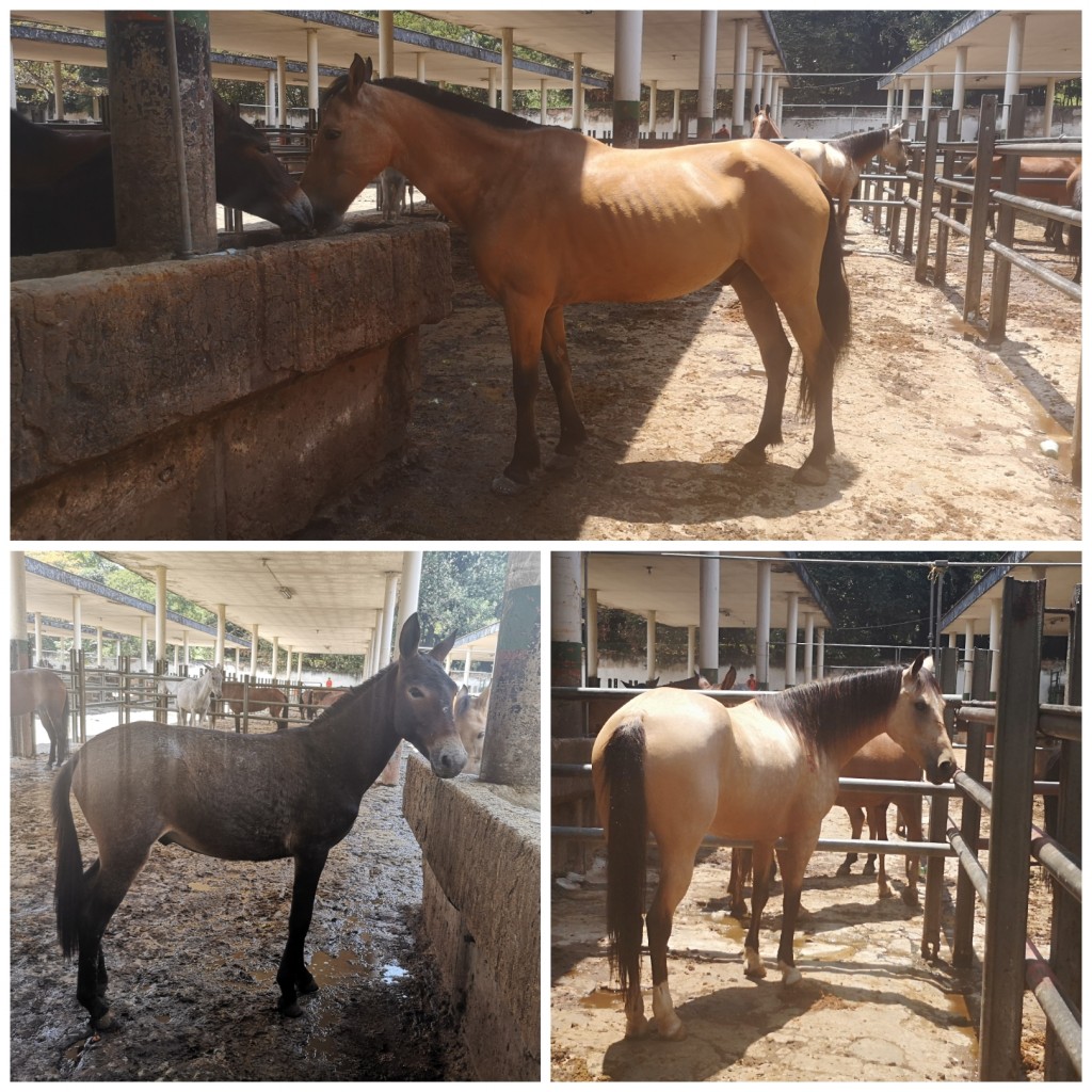 Caballo troton, yegua y macho