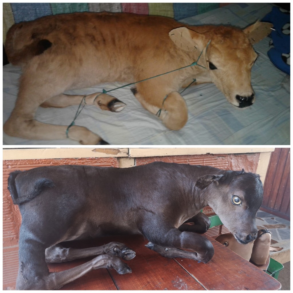 Animales disecados