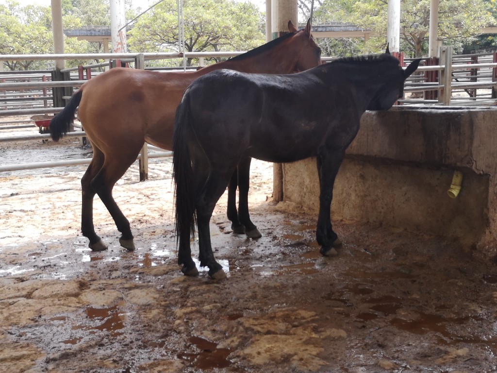 Caballo de vaqueria y Macho