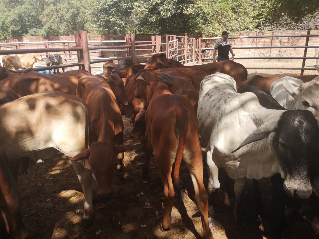 Terneras Ganado Cebúino