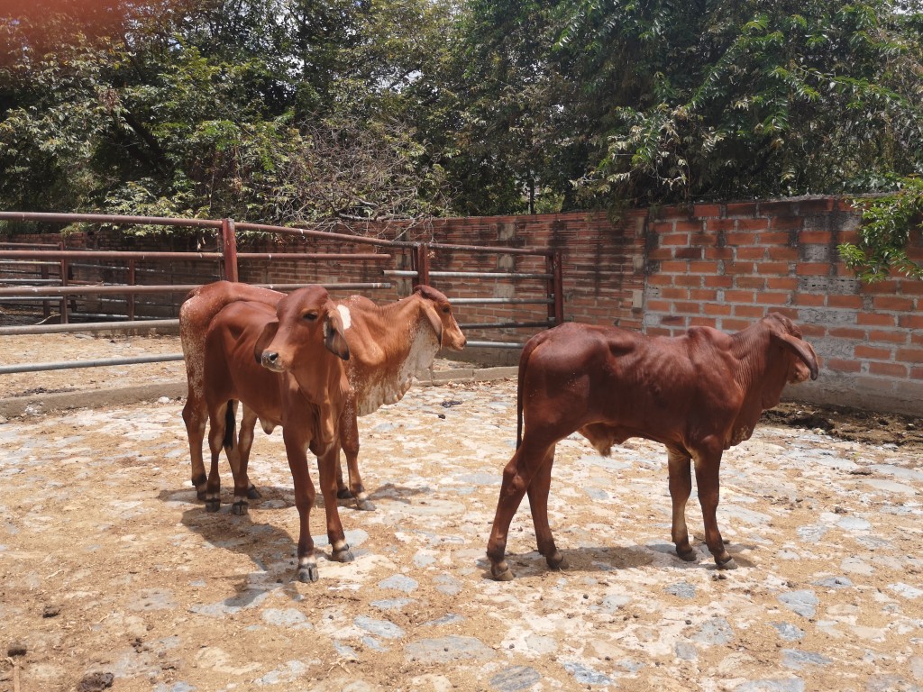 Terneros Brahman y Gyr comercial