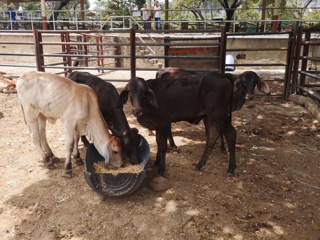 Terneros de Levante comerciales