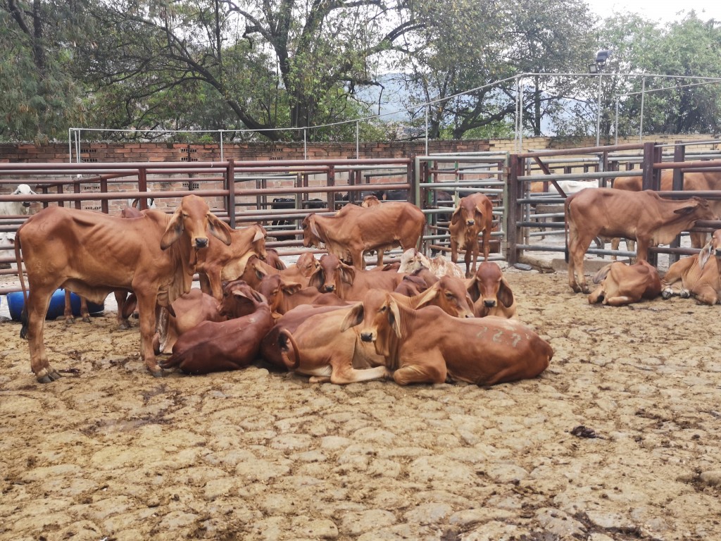 Terneras Brahman Rojo comercial