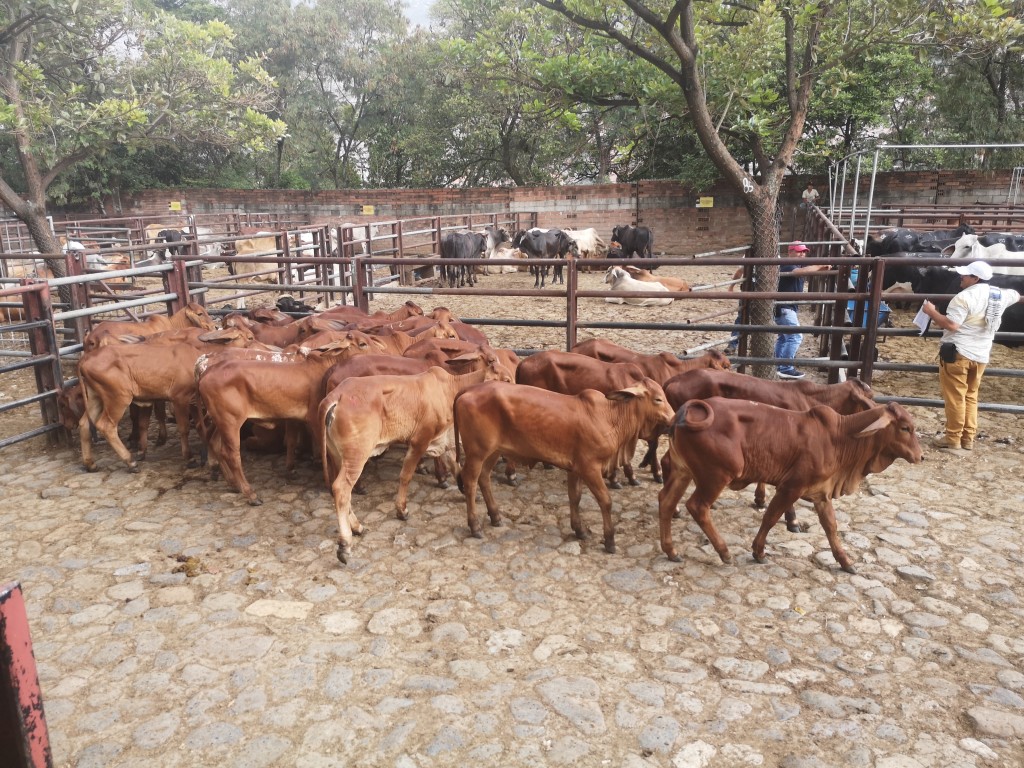 Terneras  de lujo Brahman rojo comercial