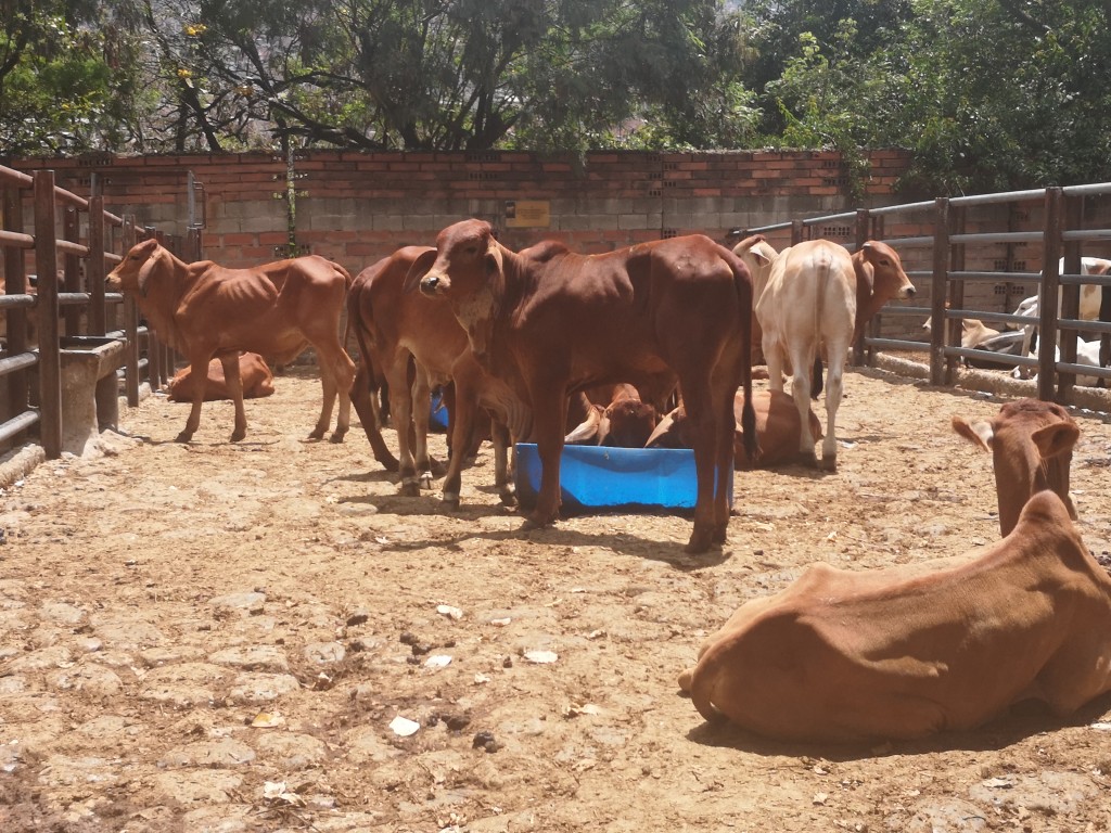 Machos Brahman Rojo comercial
