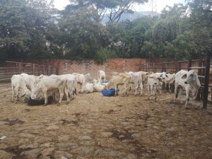 Hembras de Levante cebú blanco comercial