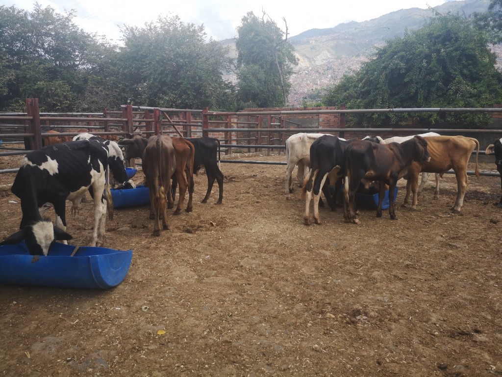 Terneros de Levante /ganado comercial