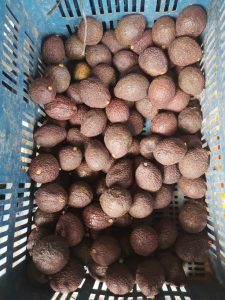 Aguacate Hass Maduro