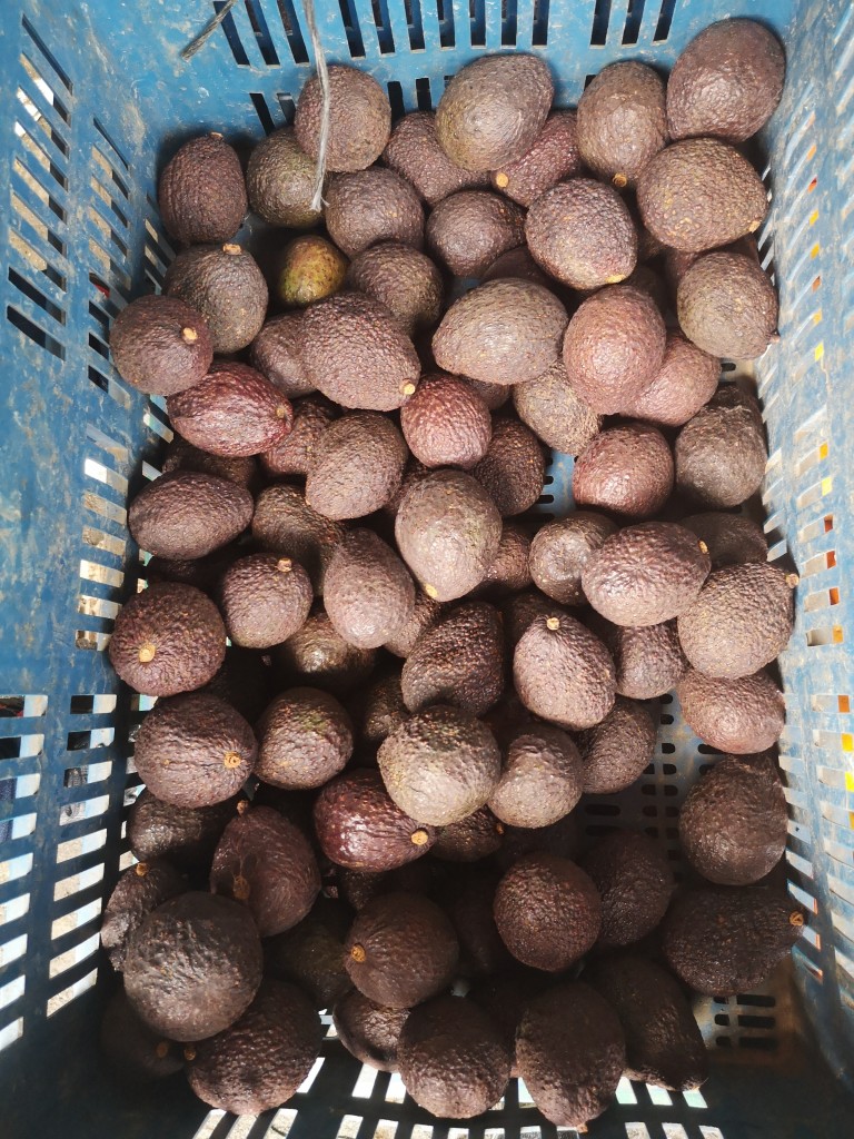 Aguacate Hass Maduro