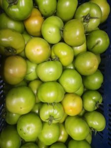 Tomate larga vida