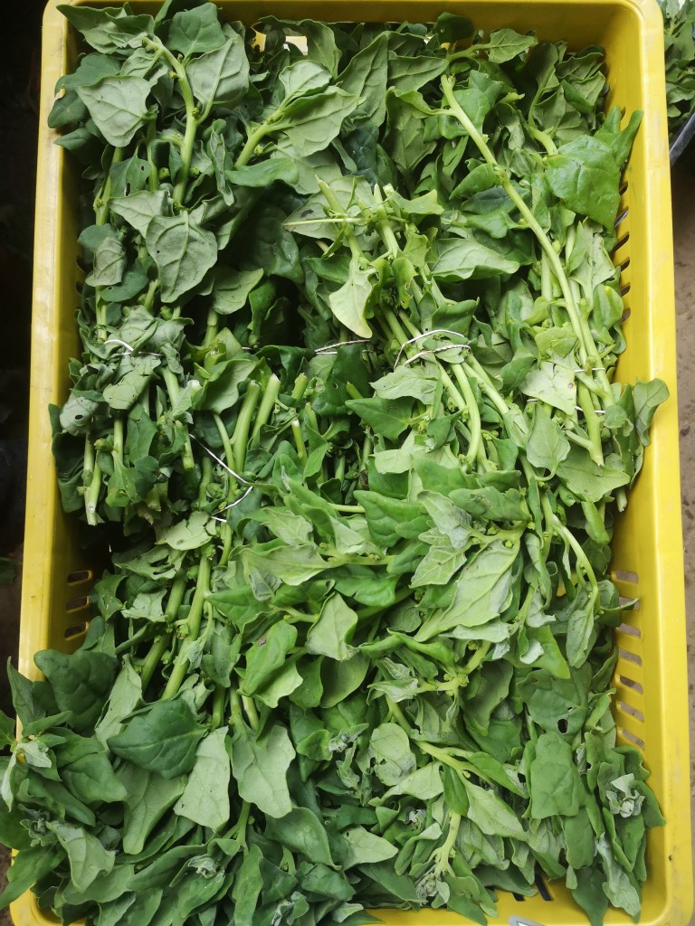 Espinaca