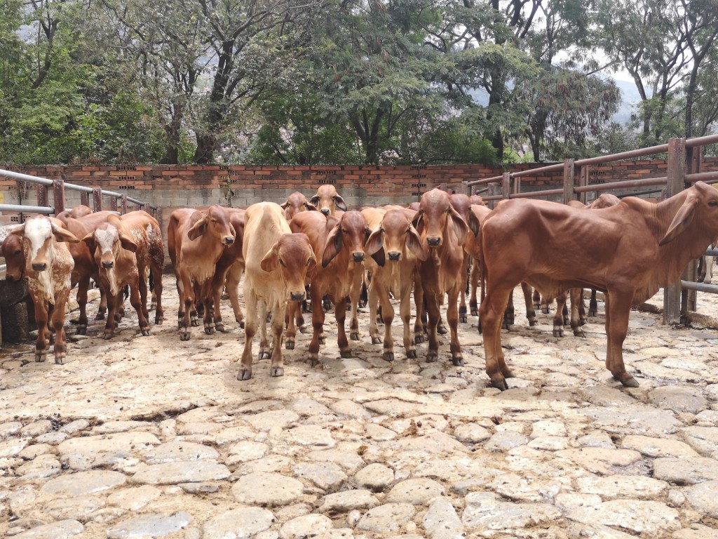 Terneros Brahman rojo de Levante