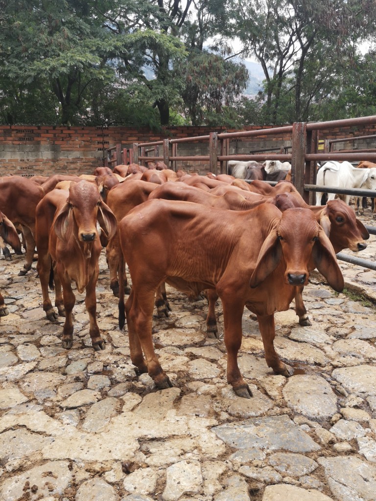 Terneros Brahman rojo