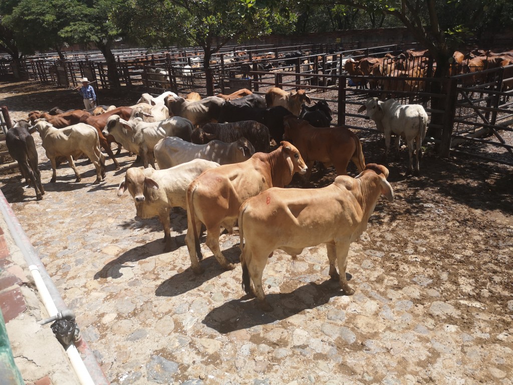 Novillos para ceba