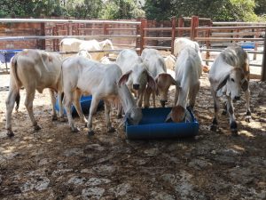 Terneras de levante Brahman Blanco comercial