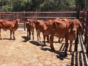 Terneras Brahman Rojo comercial