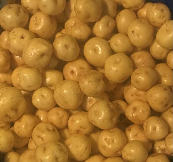 Papa criolla