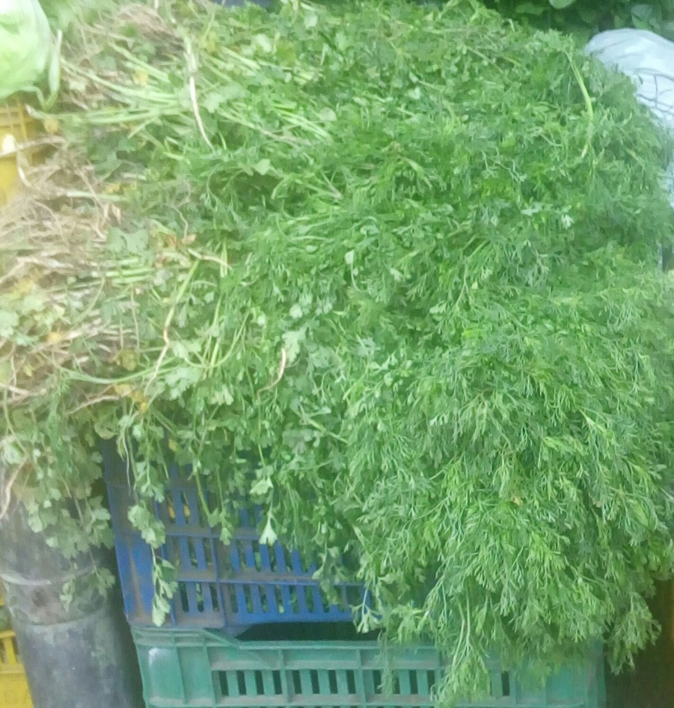 Cilantro