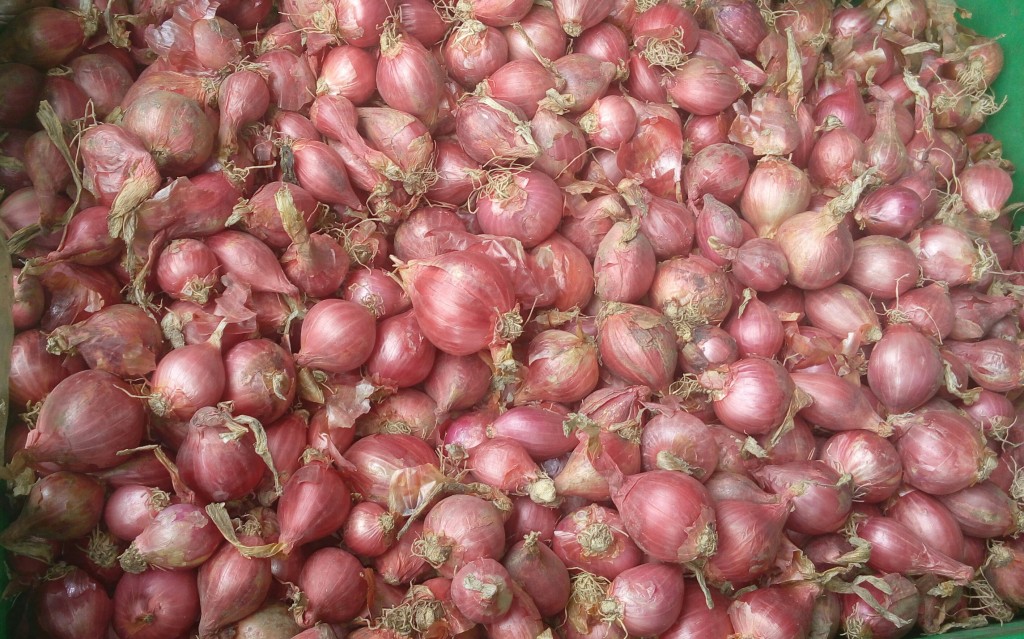 Cebolla ocañera