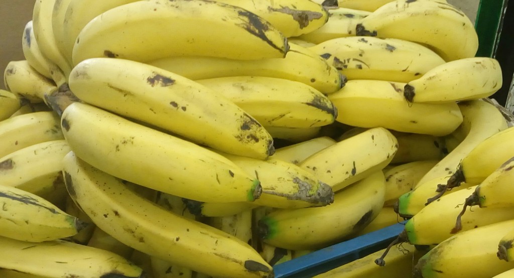 Banano comun