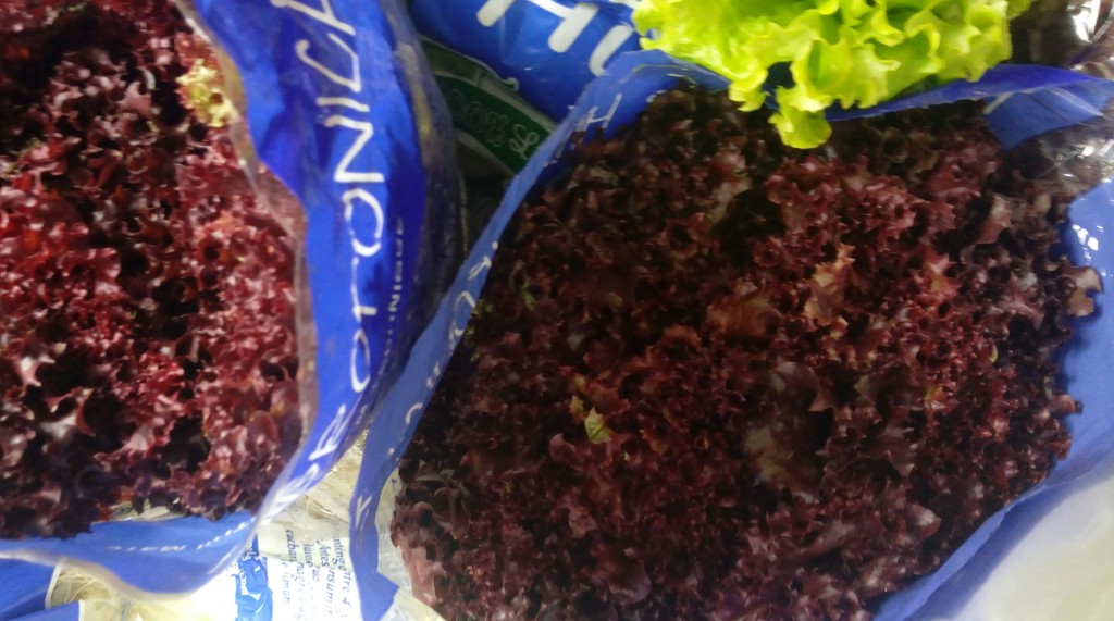 Lechuga crespa morada