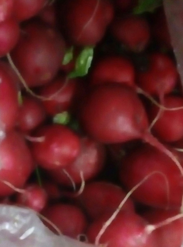 Rabano rojo
