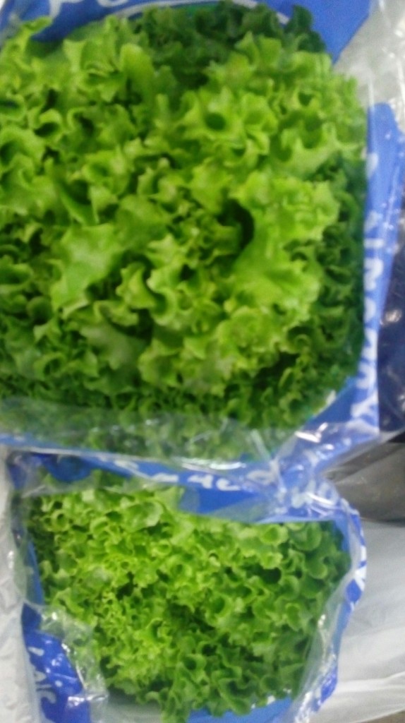 Lechuga crespa