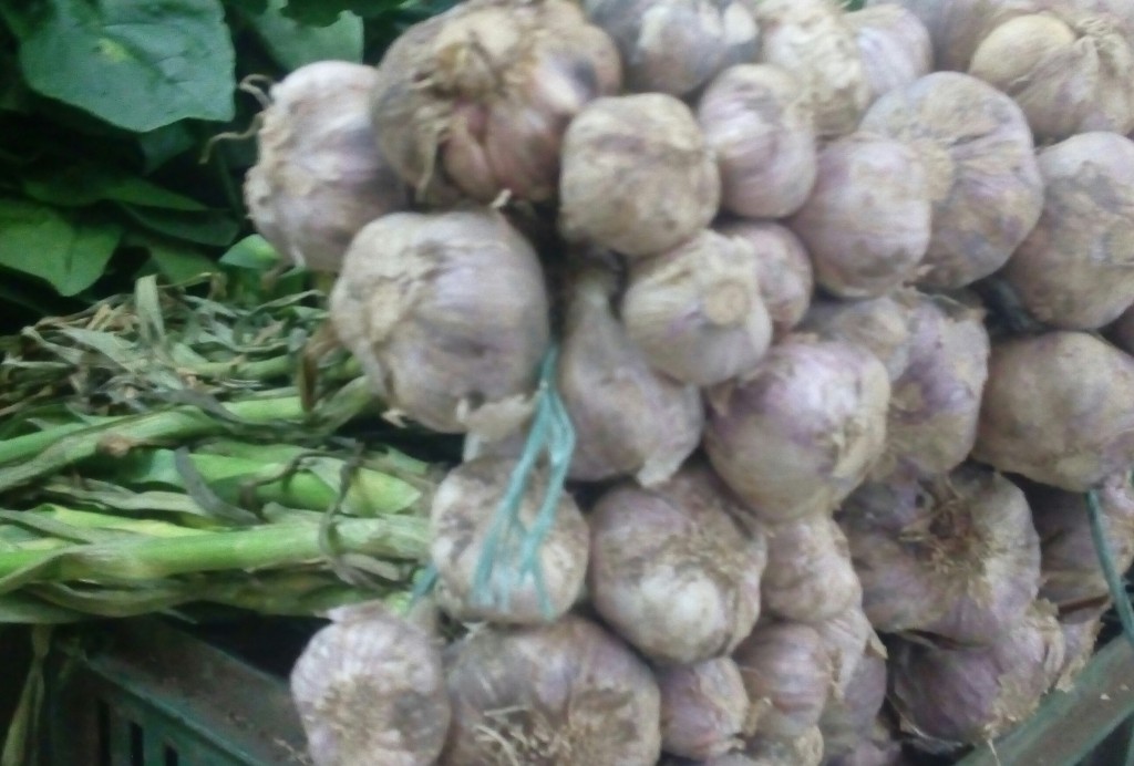 Ajo en rama