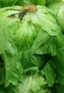 Lechuga Batavia