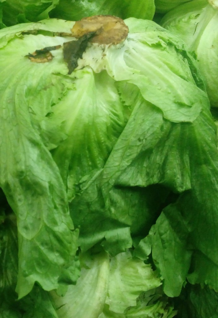 Lechuga Batavia