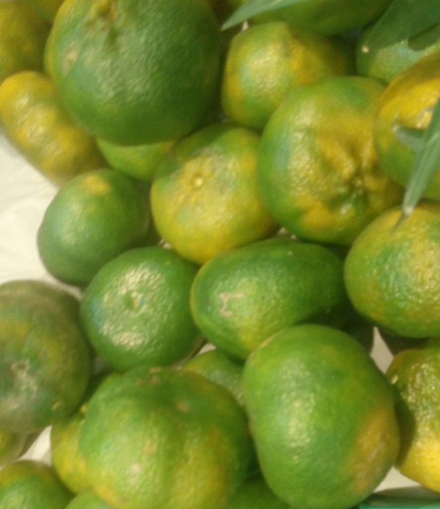 Mandarina arrallana