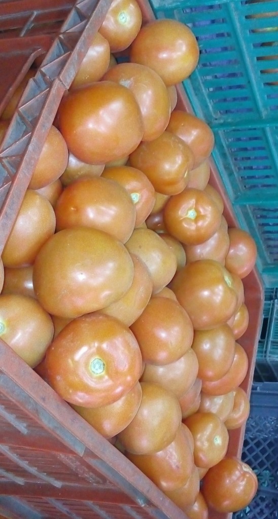 Tomate chonto selecto