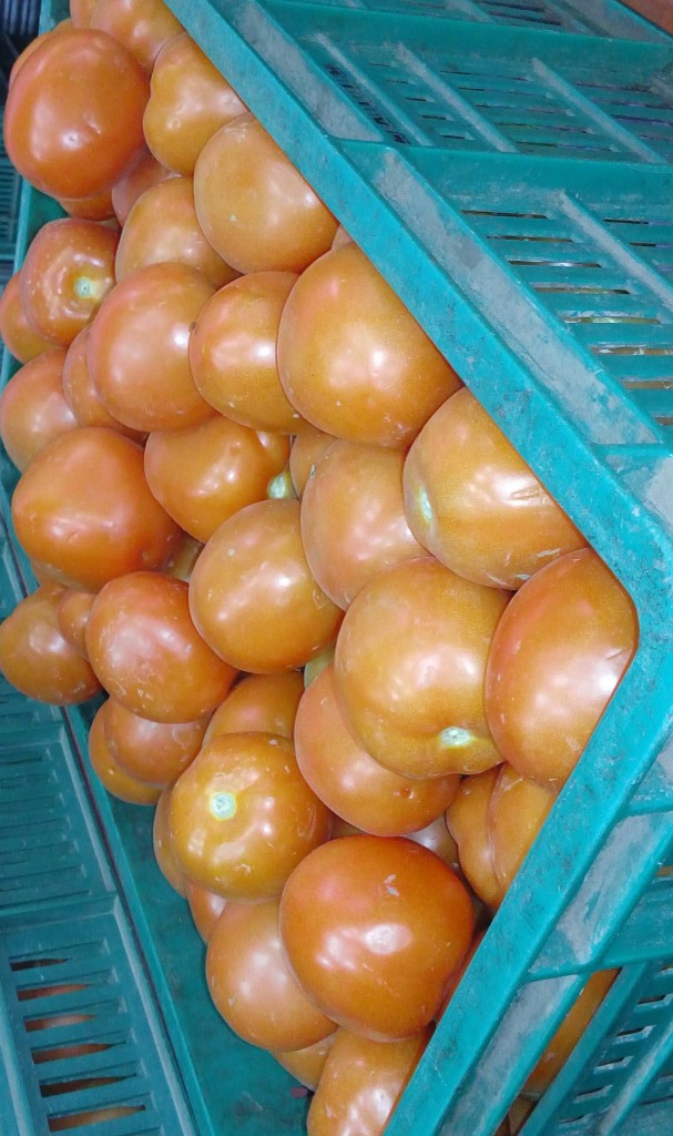 Tomate chonto de primera