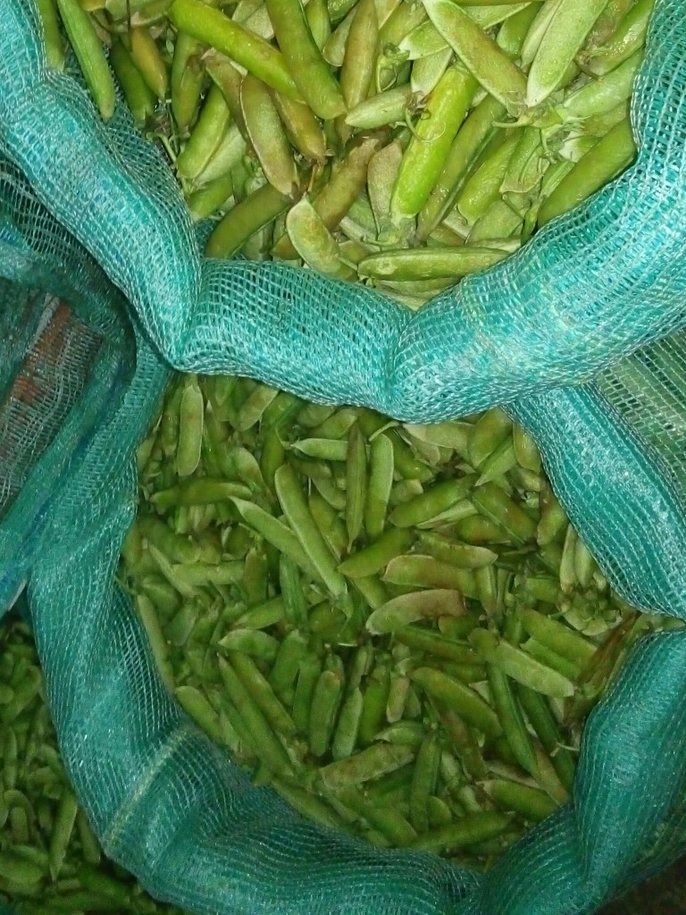 Calabaza blanca