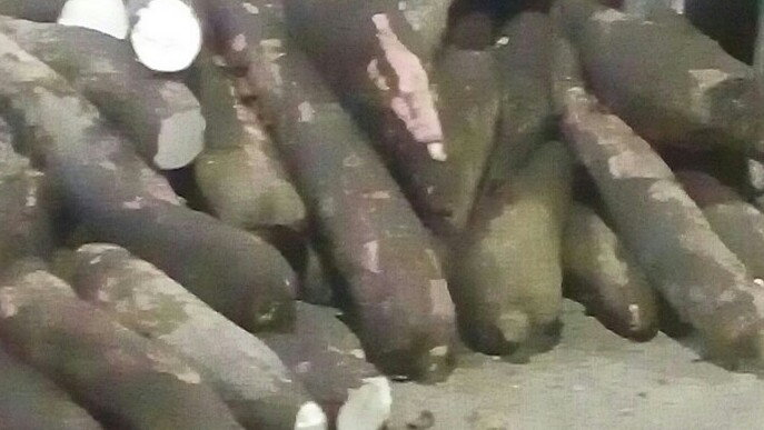 Yuca