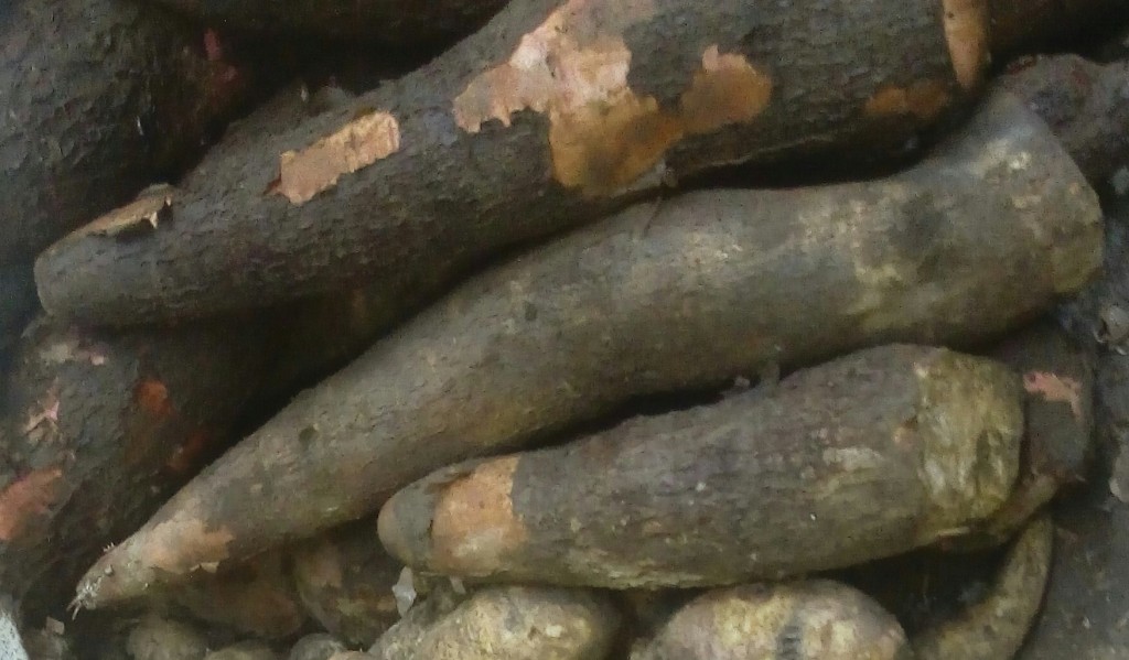 Arracacha