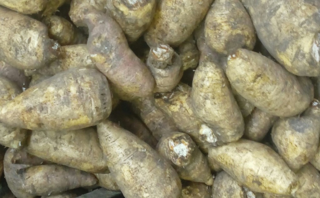Arracacha