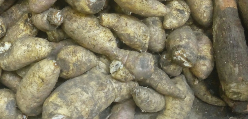 Arracacha