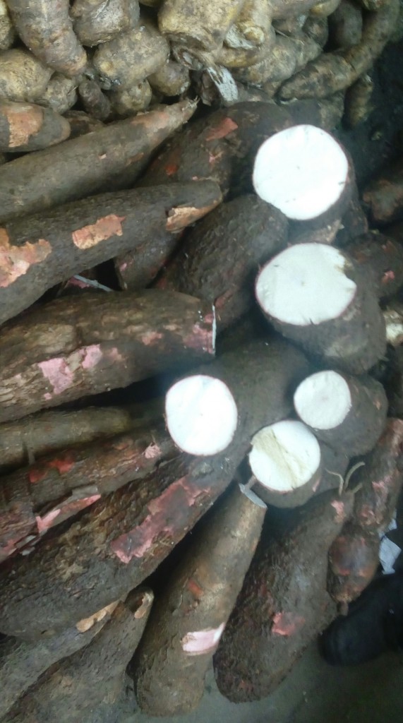 Yuca
