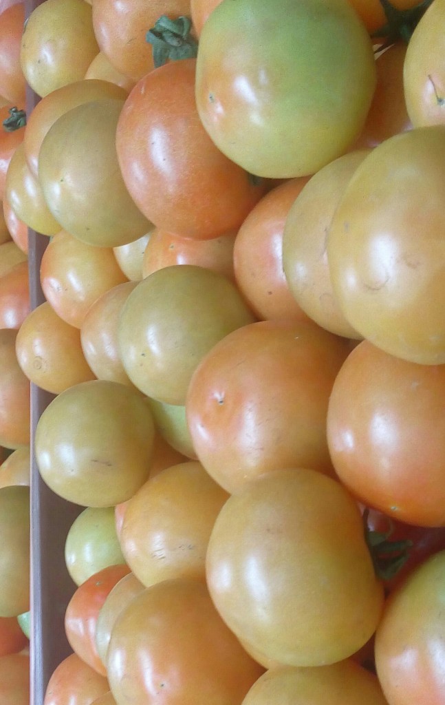 Tomate larga vida de segunda
