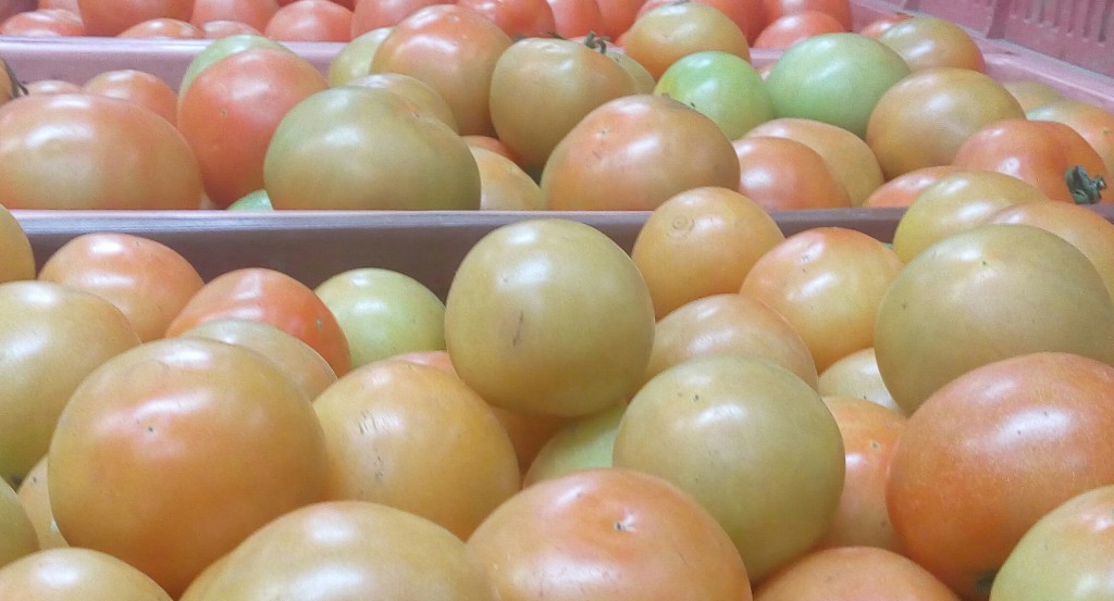 Tomate larga vida selecto