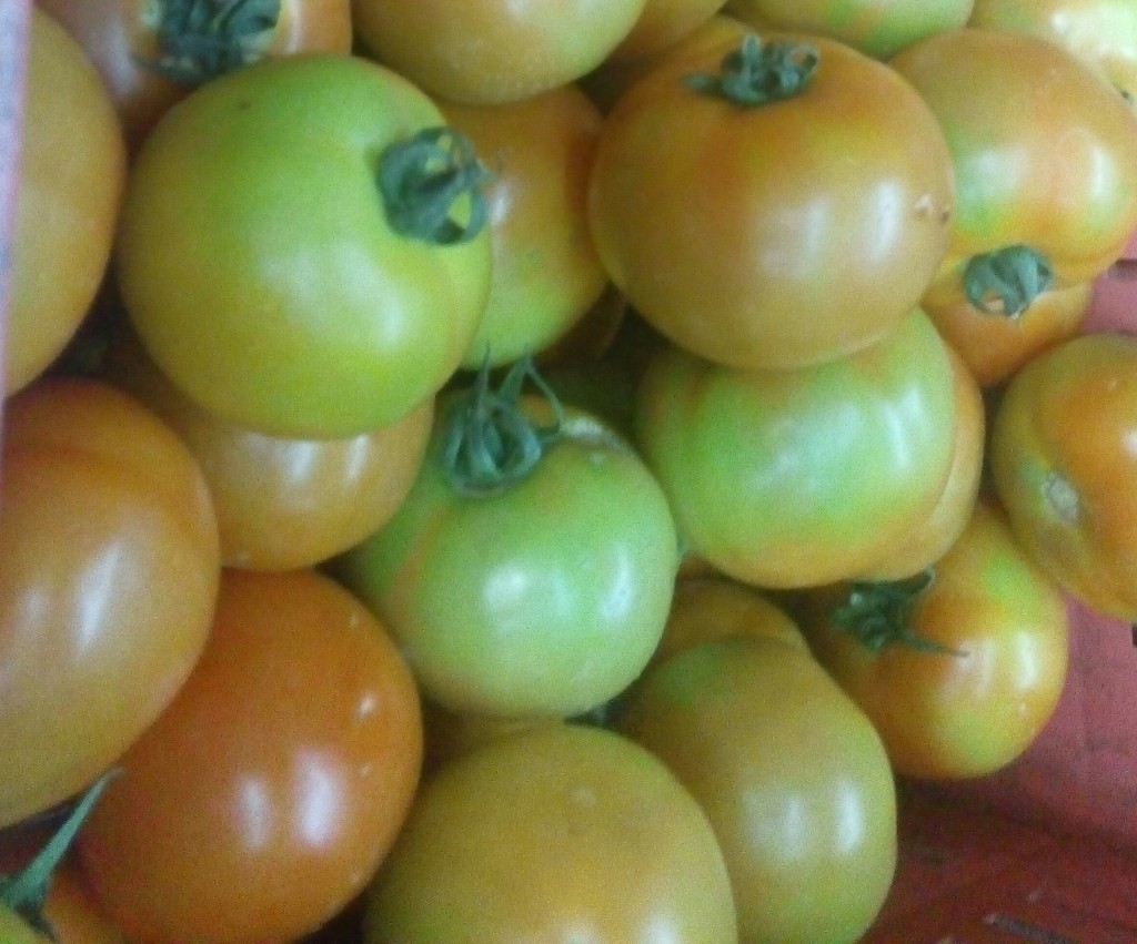 Tomate larga vida de primera