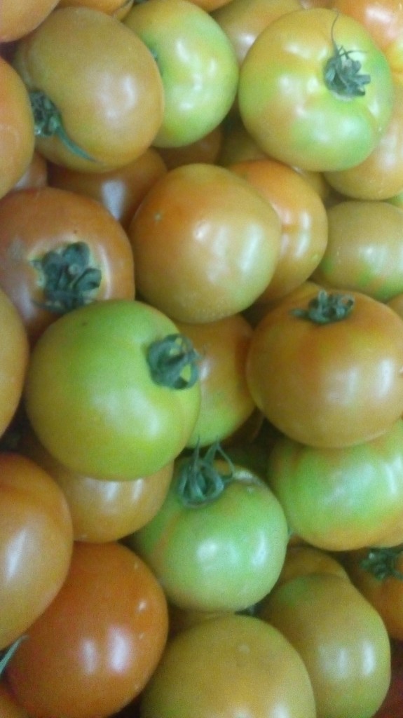 Tomate larga vida de tercera