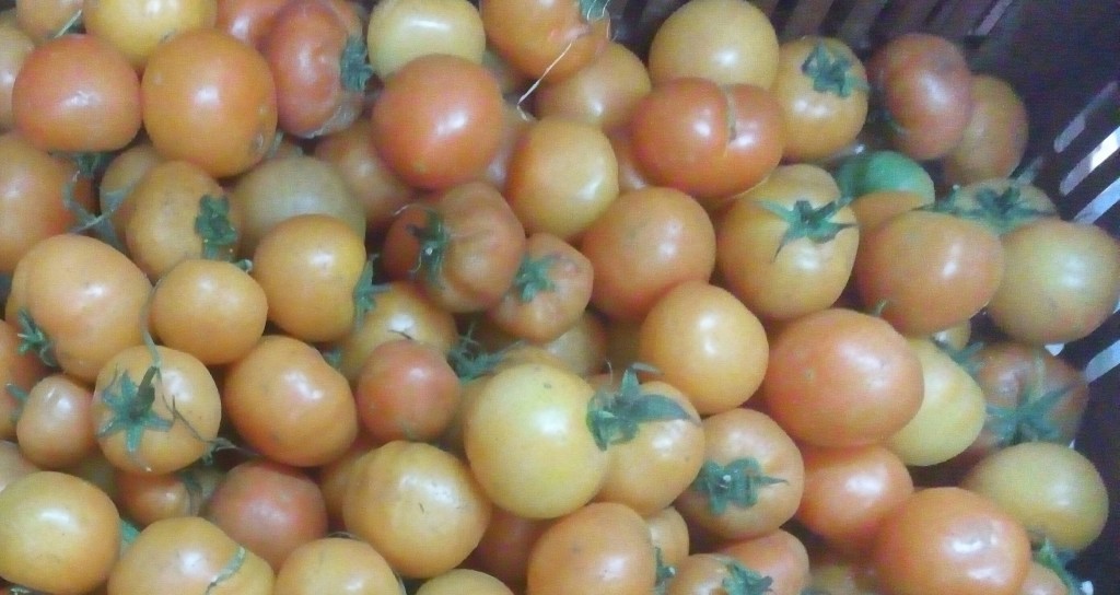Tomate larga vida de segunda