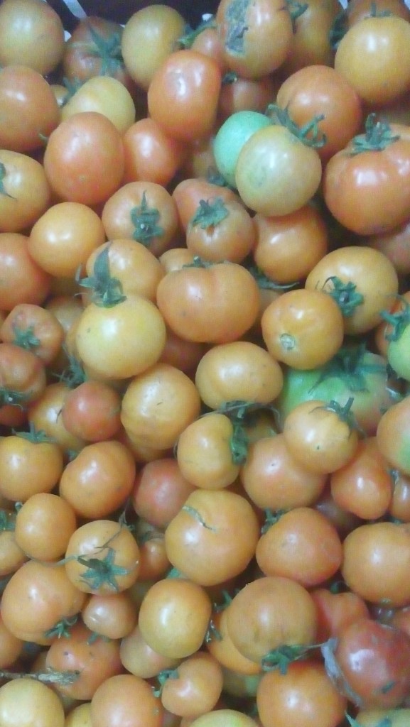 Tomate larga vida de primera